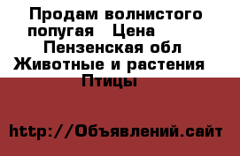 Продам волнистого попугая › Цена ­ 500 - Пензенская обл. Животные и растения » Птицы   